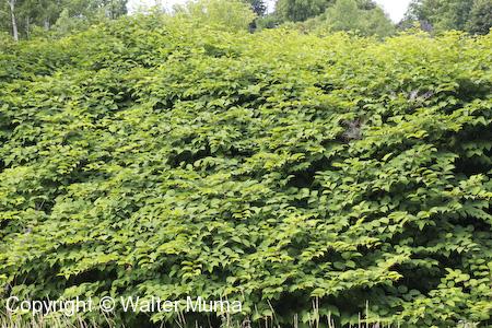 Japanese Knotweed (Fallopia japonica) grove