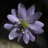 Hepatica, Sharp-lobed (Anemone acutiloba) flowers