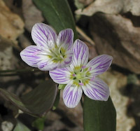 Spring Beauty, Carolina (Claytonia caroliniana) flowers