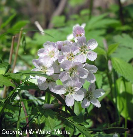 Narrow-leaved Spring Beauty (Claytonia virginica) flowers