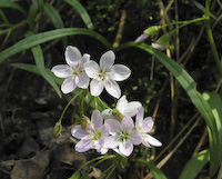 Narrow-leaved Spring Beauty (Claytonia virginica)