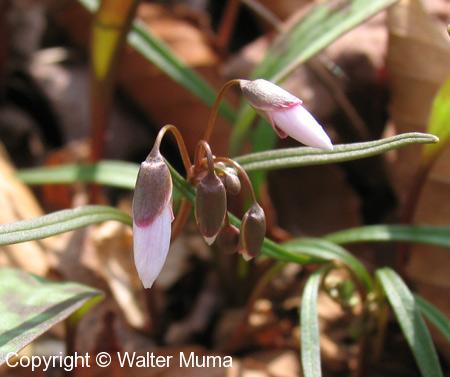 Narrow-leaved Spring Beauty (Claytonia virginica) flower bud