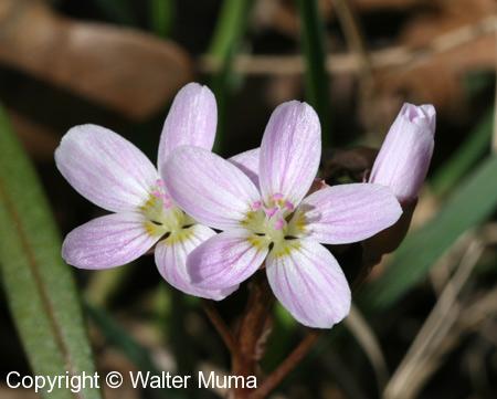Narrow-leaved Spring Beauty (Claytonia virginica) flowers