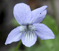 Violet, Dog (Viola conspersa) flowers