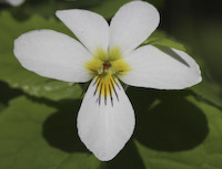 Canada Violet (Viola canadensis)