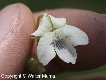 Pale Violet (Viola striata)