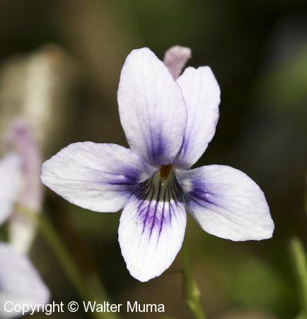 Long-spurred Violet (Viola rostrata)