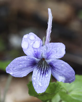 Violet, Long-spurred (Viola rostrata) flowers
