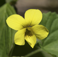 Violet, Downy Yellow (Viola pubescens) flowers