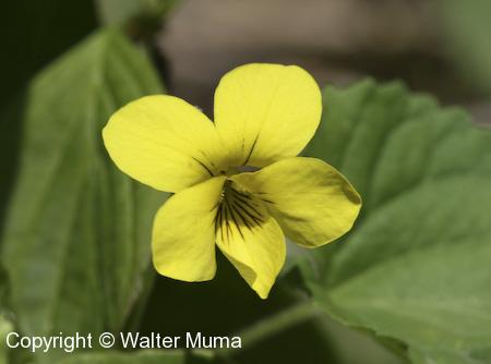 Downy Yellow Violet (Viola pubescens) flower