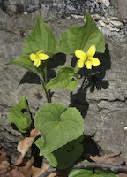 Violet, Downy Yellow (Viola pubescens)