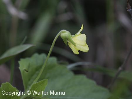 Downy Yellow Violet (Viola pubescens) flower