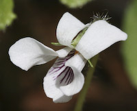 Violet, Kidney-leaved (Viola renifolia) flowers