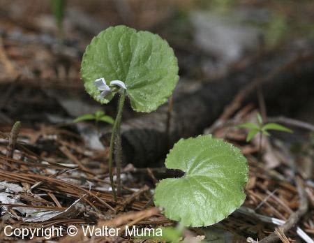 Kidney-leaved Violet (Viola renifolia)