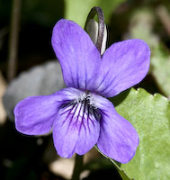 Violet, Labrador (Viola labradorica) flowers