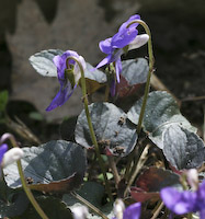 Violet, Labrador (Viola labradorica)