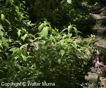 Green Violet (Hybanthus concolor)