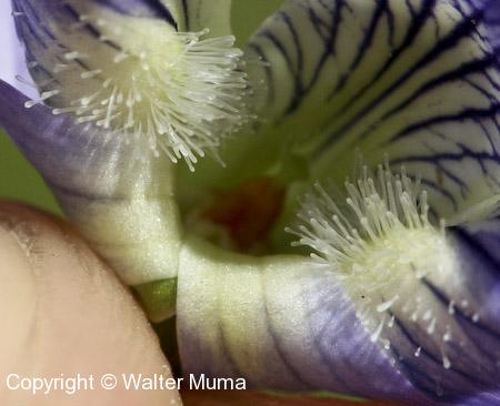 Marsh Blue Violet (Viola cucullata)