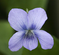 Violet, Marsh Blue (Viola cucullata) flowers