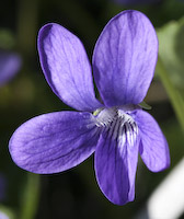 Violet, Northern Bog (Viola nephrophylla) flowers