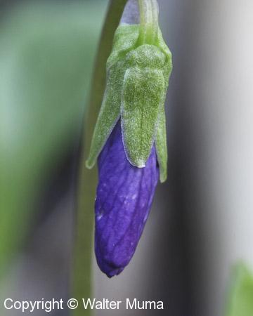 Northern Bog Violet (Viola nephrophylla)
