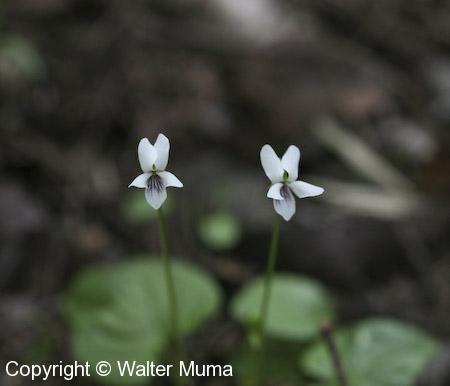Northern White Violet (Viola macloskeyi)