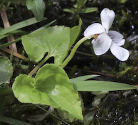 Violet, Northern White (Viola macloskeyi)