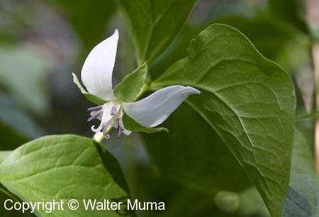 Nodding Trillium (Trillium cernuum) flower