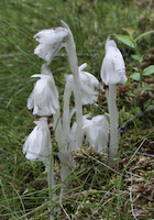 Indian Pipe (Monotropa uniflora) flowers
