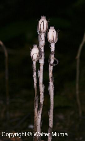 Indian Pipe (Monotropa uniflora)