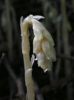 Pinesap (Hypopitys monotropa) flowers