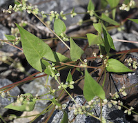 Eurasian Black Bindweed (Fallopia convolvulus)