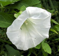 Bindweed, Hedge (Calystegia sepium) flowers