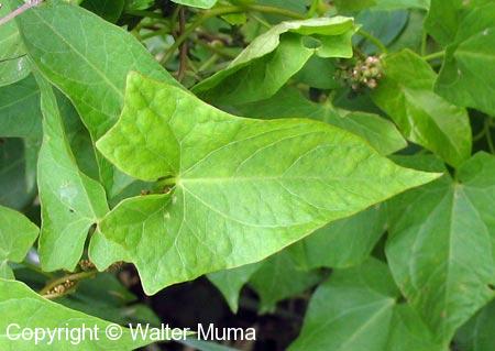 Hedge Bindweed (Calystegia sepium)