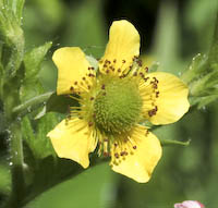 Avens, Yellow (Geum aleppicum) flowers
