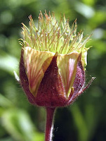 Avens, Water (Geum rivale) flowers
