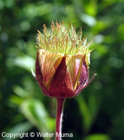 Water Avens (Geum rivale)