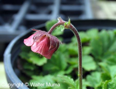 Water Avens (Geum rivale)