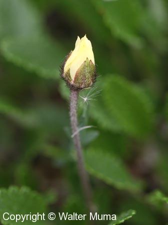 Drummond's Mountain Avens (Dryas drummondii)