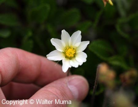 Drummond's Mountain Avens (Dryas drummondii)