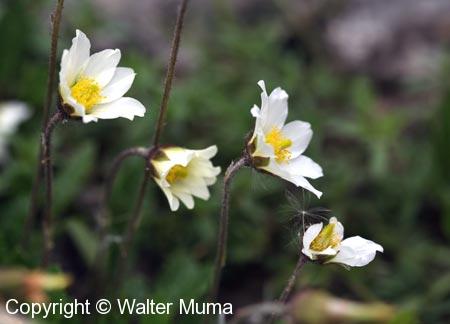 Drummond's Mountain Avens (Dryas drummondii)