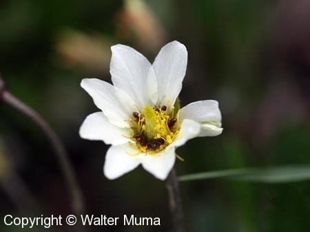 Drummond's Mountain Avens (Dryas drummondii)