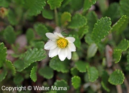 Drummond's Mountain Avens (Dryas drummondii)
