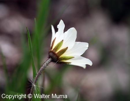 Drummond's Mountain Avens (Dryas drummondii)