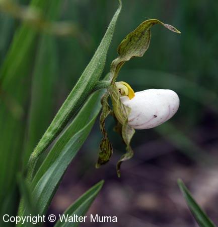 Small White Lady's Slipper (Cypripedium candidum) flower