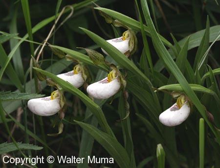 Small White Lady's Slipper (Cypripedium candidum) plants