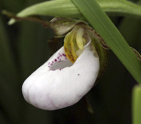 Lady's Slipper, Small White (Cypripedium candidum) flowers