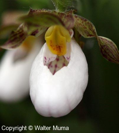 Small White Lady's Slipper (Cypripedium candidum) flower