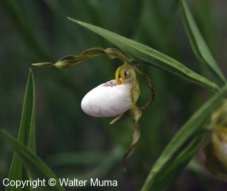 Small White Lady's Slipper (Cypripedium candidum)