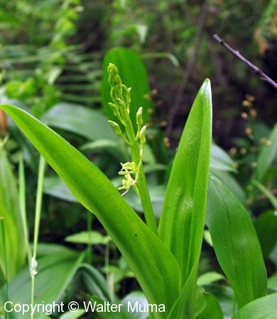 Loesel's Twayblade (Liparis loeselii)